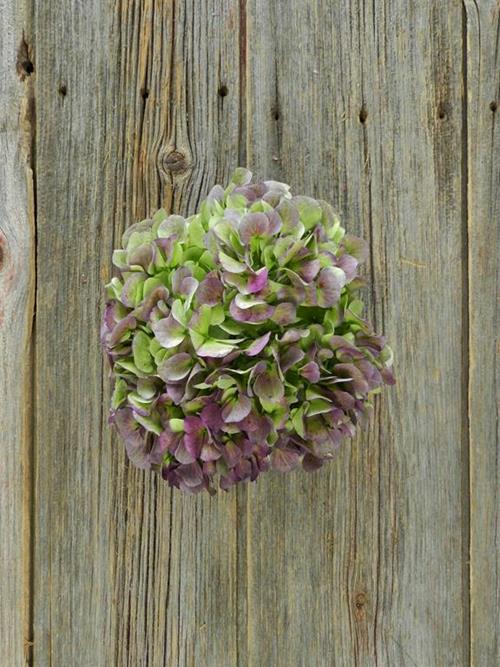 ANTIQUE  PURPLE HYDRANGEA